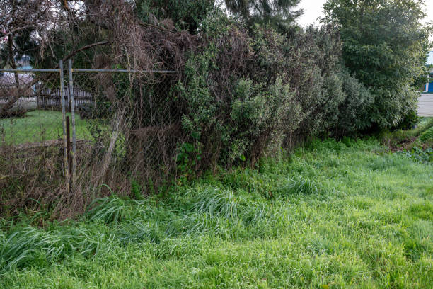 A close-up of a white wooden fence entwined with foliage, overlooking lush fields and distant trees under a moody sky in the Kłodzko region of Poland. The scene captures rural charm and tranquility.