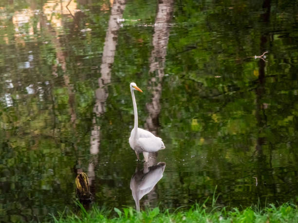istock Beautiful elegant white heron poses on a pond. 2167228934