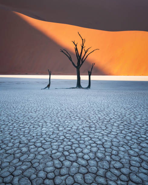 Dead Camelthorn Trees at sunrise