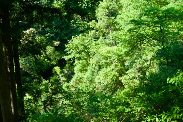 istock Forest landscape bathed in the May sun near Niko Deep 2167229694