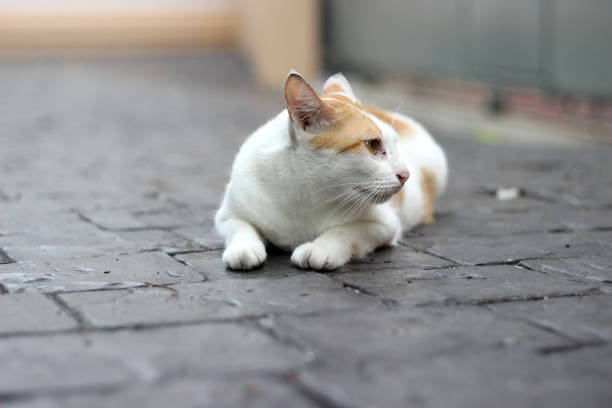 The cat crouch on the floor