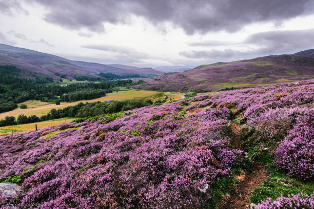 Scottish heather landscape in August Scottish landscape from the A939 Grantown on Spey to Ballater, Highlands of Scotland. heather flower stock pictures, royalty-free photos & images