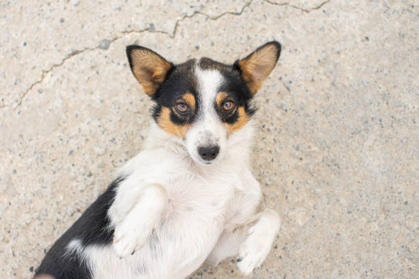 istock a small stray dog with colored spots on its fur is lying on the ground 2167235214