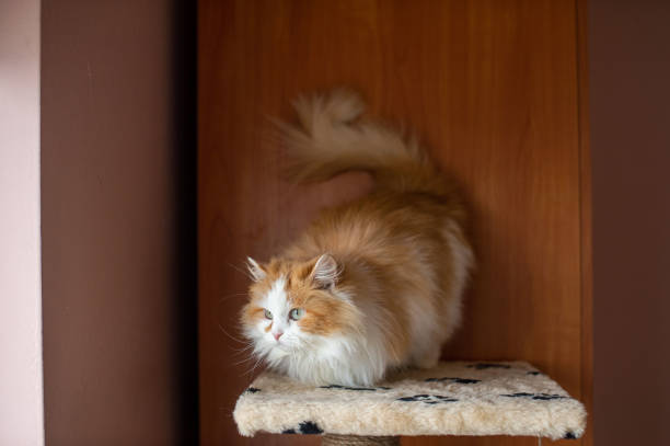 istock Domestic fluffy white-red Persian cat sits on a scratching post 2167235244