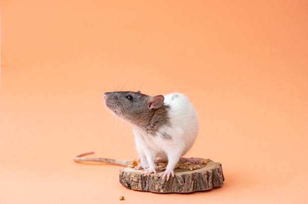 istock A domestic white rat with a gray muzzle on a pink background . Cute animal rat. Place for text 2167235270
