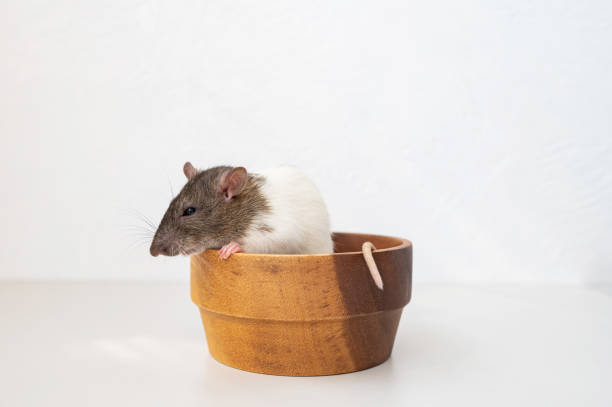 istock A pet rat sits in a wooden plate 2167235285