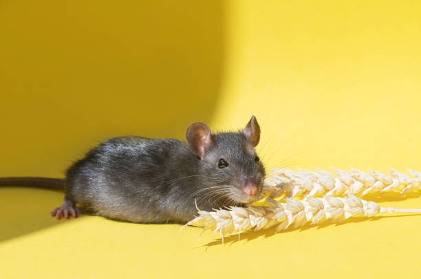 istock A gray mouse eats grain from spikelets, sits on a yellow background. A rat with a long tail. 2167235299