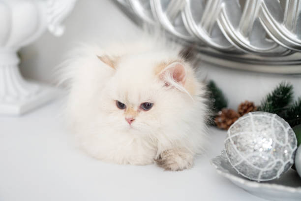 istock White longhair british kitten 2167235319