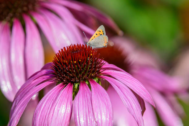 Purple coneflower close-up with a butterfly sitting on it