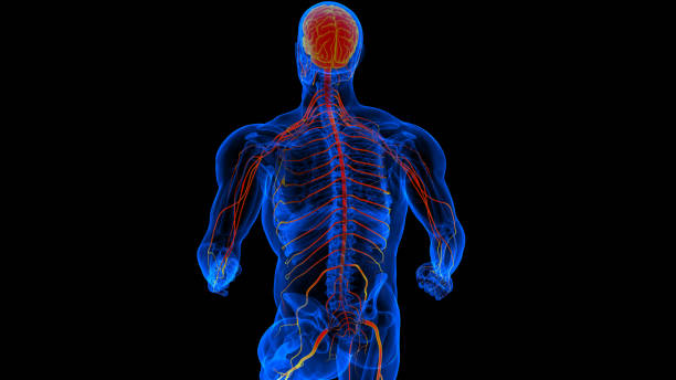 istock Human brain spinal cord with central nervous system anatomy for medical concept 3D rendering 2167236142