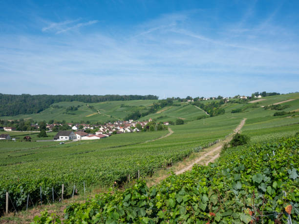 istock vineyards in ile de france between paris and reims 2167236621