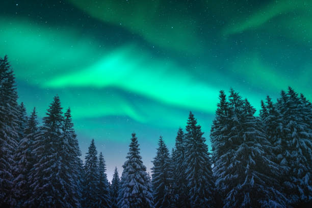 istock Northern lights in winter forest 2167236876