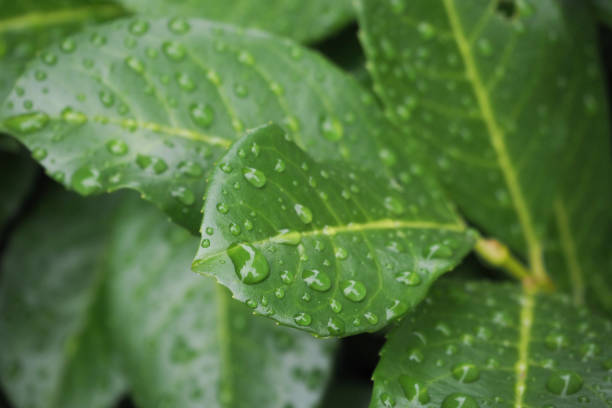 A captivating close-up reveals the delicate, tightly packed flower buds of a hydrangea plant, glistening with fresh water droplets. Surrounded by lush green leaves, also adorned with dew, this image beautifully highlights the promise of new growth and natural renewal in the garden.
