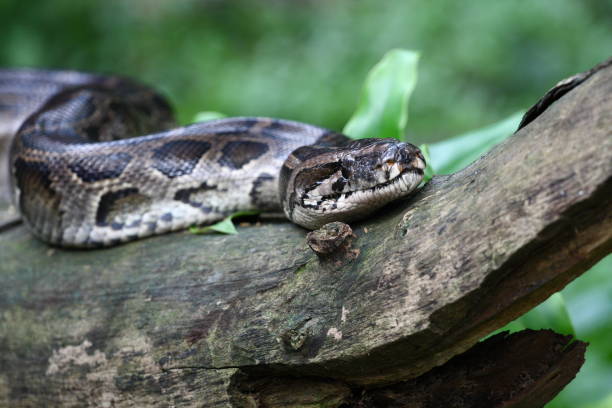 40+ Burmese Python Tree Stock Photos, Pictures & Royalty-Free Images ...