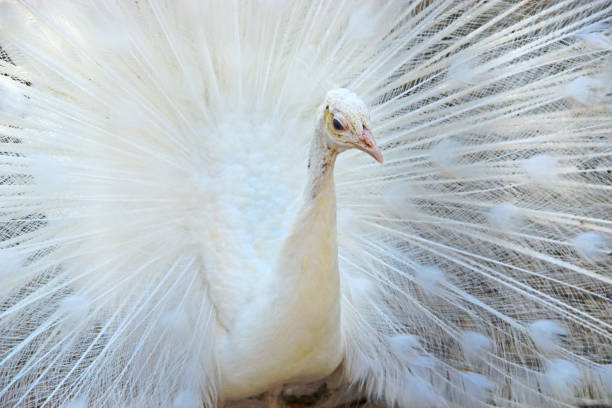 White peacock, background with copy space, full frame horizontal composition