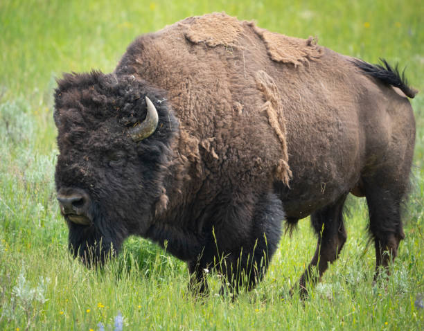 istock A full body bison eating grass 2167242218