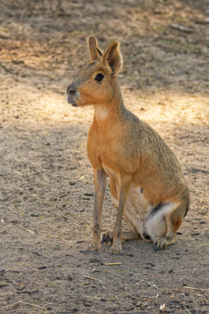 mara patagónica (dolichotis patagonum). este animal parece un cruce entre un canguro y una liebre, por lo que también se le llama liebre patagónica. la mara es un roedor. se alimenta de vegetación. ellos - liebre de la patagonia fotografías e imágenes de stock