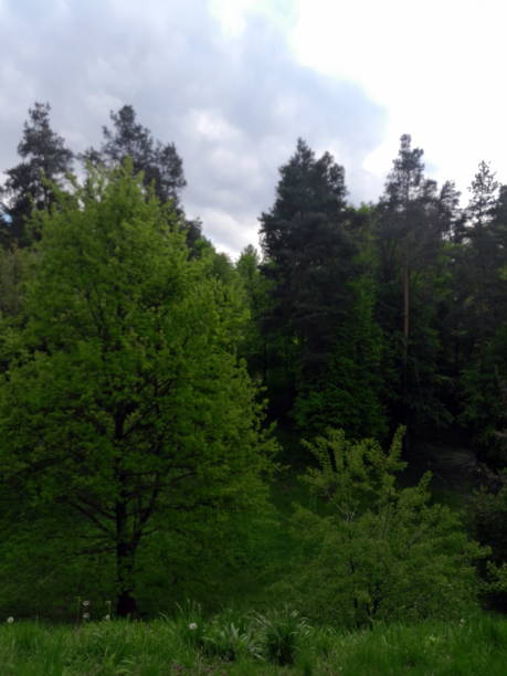 Beautiful green pine forest on sunny day