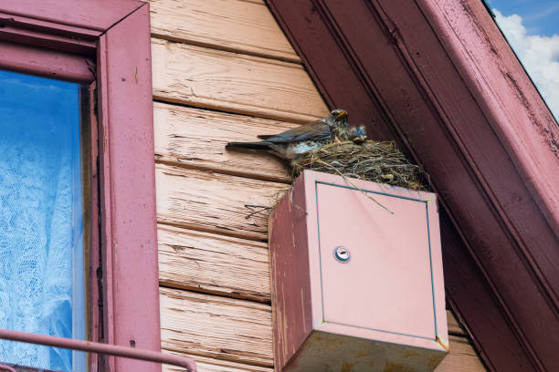 Fieldfare with fluffy chicks in the nest on metal box garden house