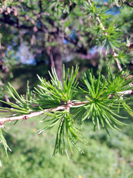 istock evergreen conifer tree branch in a lush park setting 2167245940