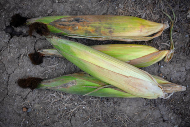 Freshly picked corn lies on the ground in the field.