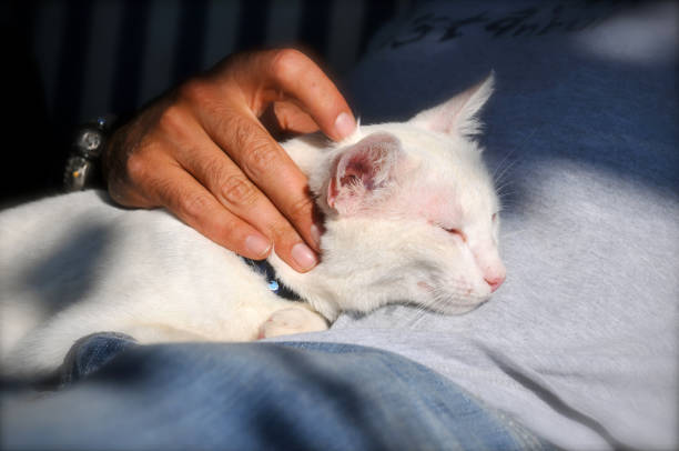 Domestic cat sleeps on lap