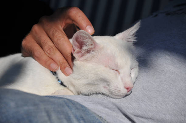 istock Domestic cat sleeps on lap 2167247148