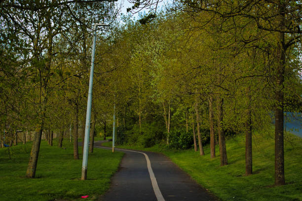 A serene pathway lined with lush green trees in a park, creating a peaceful and inviting scene.