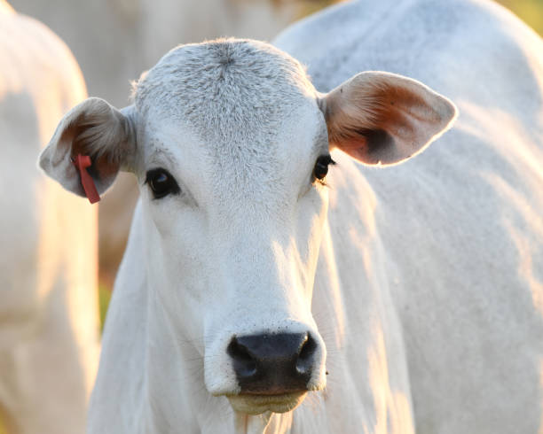 istock Brahman cattle in the southern Pantanal, Brazil 2167248111