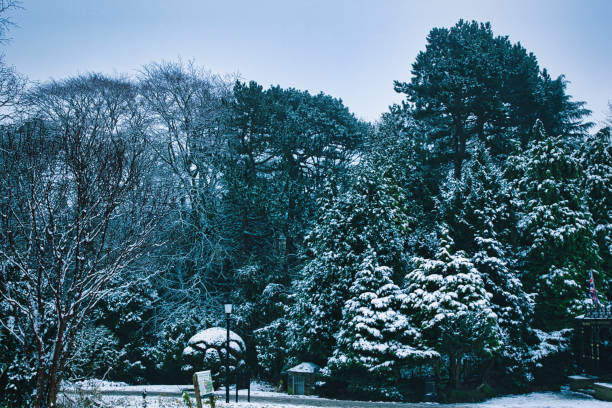 Winter scene with snow-covered trees and park bench, tranquil and serene atmosphere in Harrogate, North Yorkshire, UK.