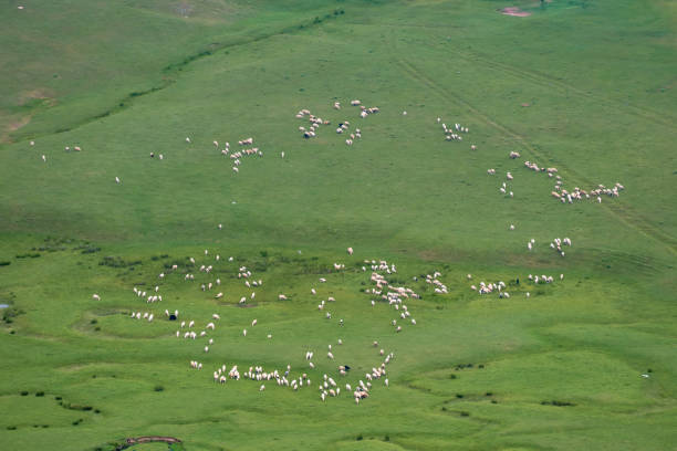 A flock of sheep grazing in the meanders. Aybastı Perşembe Plateau, Ordu, Türkiye