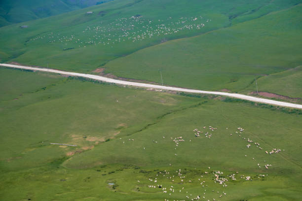 Mountain road, meadows and sheep