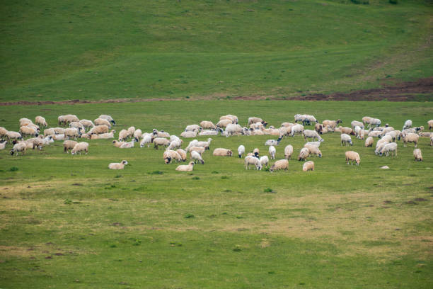 istock Flock of grazing sheep 2167248870