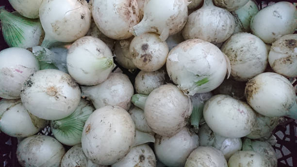 istock Large Quantity of Fresh White Onions Collected in a Crate 2167248878