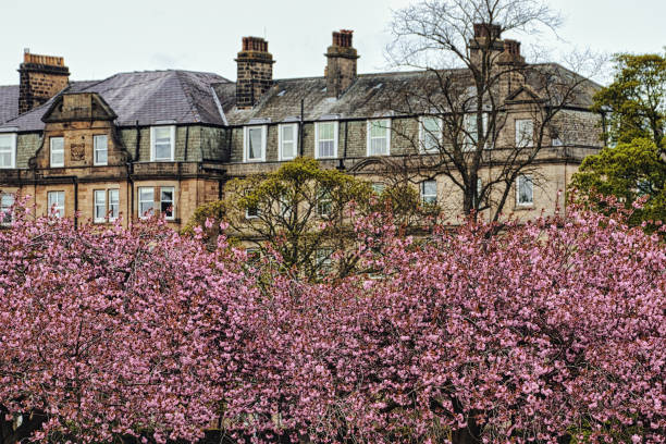 Spring cherry and apple blossoms.