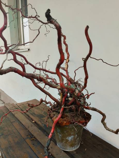 istock still life of roots 2167249363