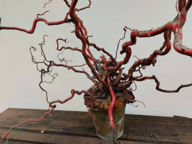 istock still life of roots 2167249366