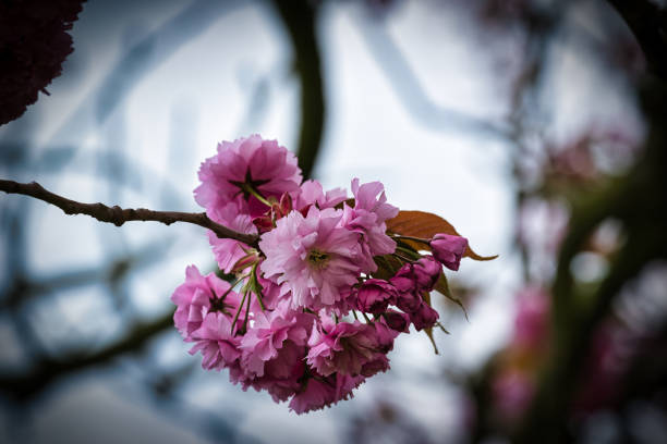 Blooming white flowers of a fruit trees in spring in Poland