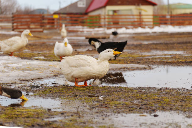 White ducks elegantly stand atop a moist ground, exuding peace and tranquility in their surroundings.