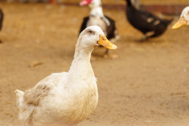 istock Ducks meander through a dusty field, explore the surroundings on farm 2167249533