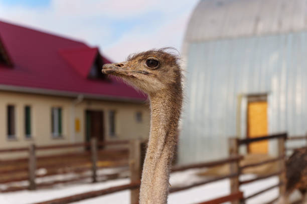 Ostriches stand close up, their long necks gracefully teaching towards the sky.