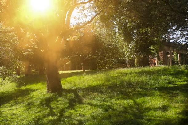 istock Sunlight filtering through trees in a green park in Harrogate, North Yorkshire 2167249545