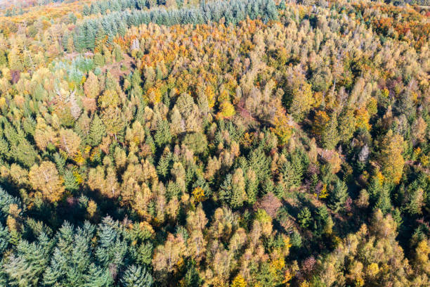 istock Autumnal colored forest in the Taunus 2167250098