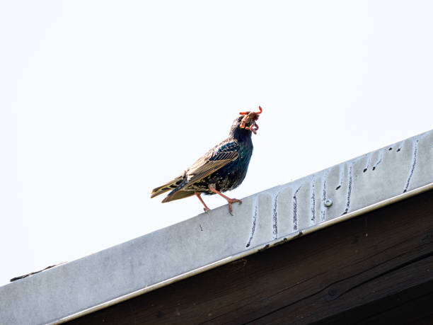 Common starling (Sturnus vulgaris) bird with a beak full of earthworms to feed the young chicks. Wild animal sitting on the rooftop.