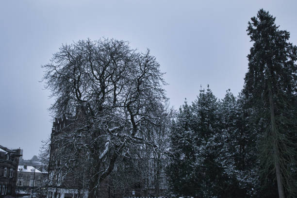 Monochrome winter landscape of snowy Kyiv park area. Trees and historic building roofs covered in white snow in Kudriavets district.