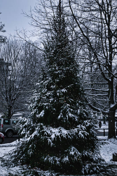Christmas tree and Christmas light