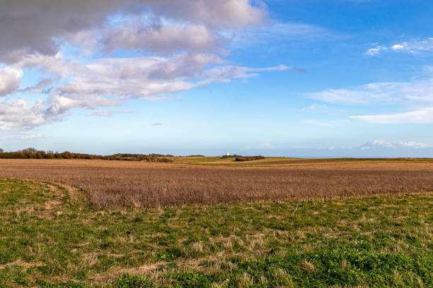 Scenic view of a tranquil farmland with a clear path under a blue sky with fluffy clouds.