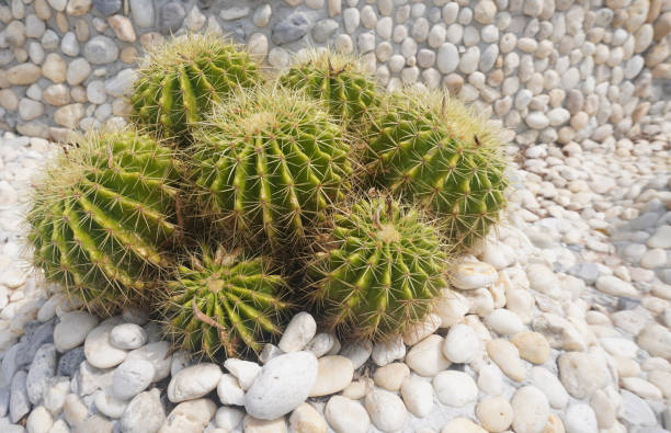 istock Cactus growing in decorative garden with stone background with its unique shapes and patterns Asia 2167253753