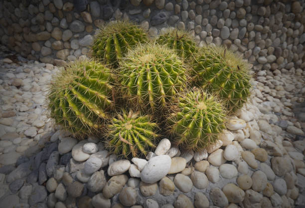 Cactus growing in decorative garden with stone background with its unique shapes and patterns Asia