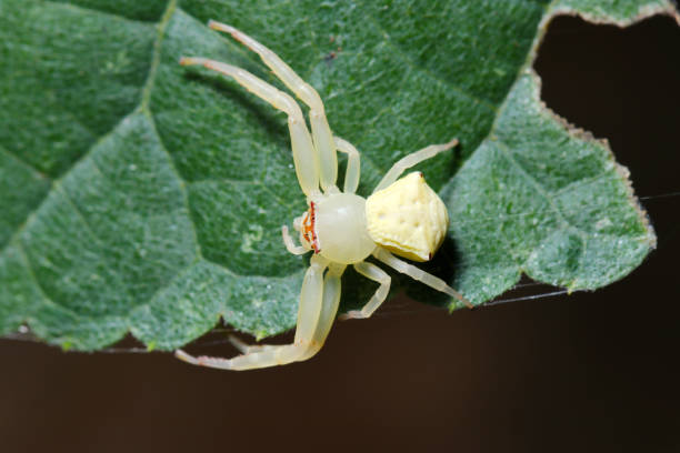 istock White-skinned Azuchigumo (Masked Crab Spider, Thomisus labefactus) spider wearing stylish brown glasses (Wildlife closeup macro photograph) 2167253824
